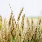 Британська розвідка дізналася нові дані про вихід РФ зі зернової угоди