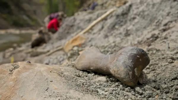 A giant dinosaur toe bone on the banks of a steep rocky river verge in Canada.