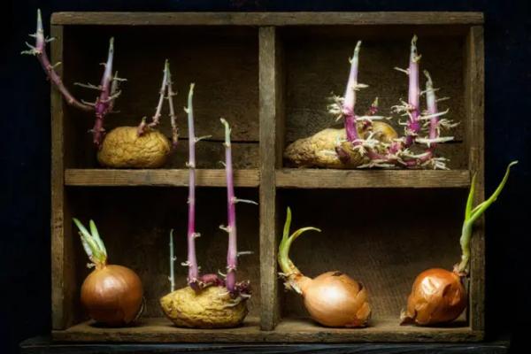 пророщена картопля та цибуля