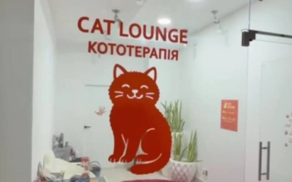 В Одесі поліція розслідує смерть двох кошенят у котокафе.