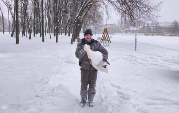 Через морози лебедів з Левандівського озера у Львові тимчасово переселили в Домівку врятованих тварин