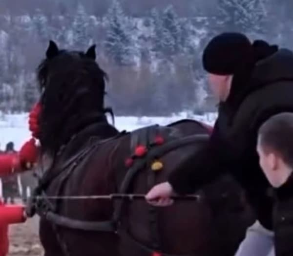 Зоозахисники заявили, що коней змушували тягати колоди та шмагали палками на фестивалі на Прикарпатті. Поліція перевіряє