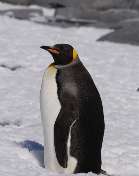 У Вернадському, в Антарктиді, зафіксували унікального імператорського пінгвіна.