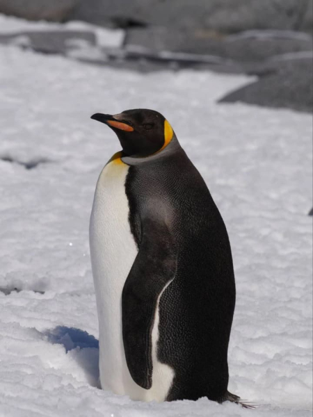 У Вернадському, в Антарктиді, зафіксували унікального імператорського…