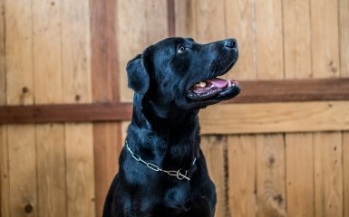 Штучний інтелект посприяв розробці протиракової вакцини, що врятувала життя тварині.