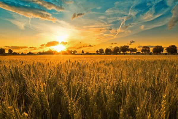 Україна відправила за кордон 20% від можливого обсягу зернових.